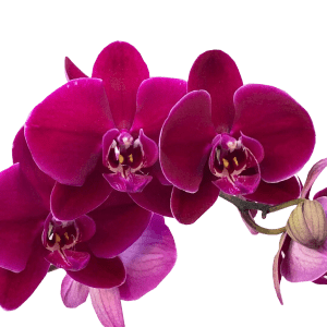 Velvet Phalaenopsis