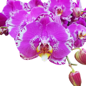 Purple Butterfly Orchid