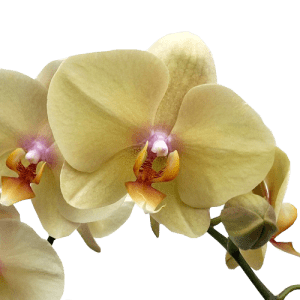 Light Phalaenopsis