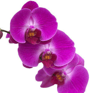 Purple with White  Phalaenopsis