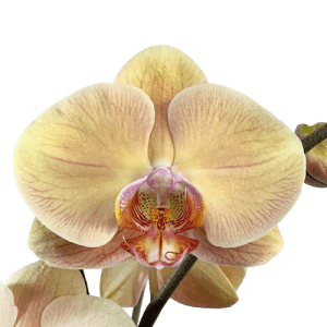 Beige Phalaenopsis