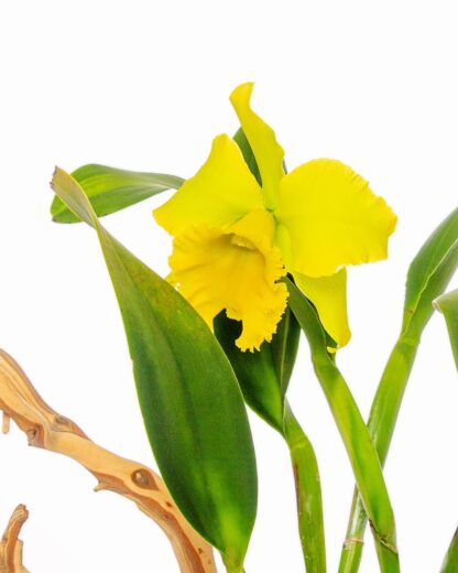 Green Cattleya Orchid