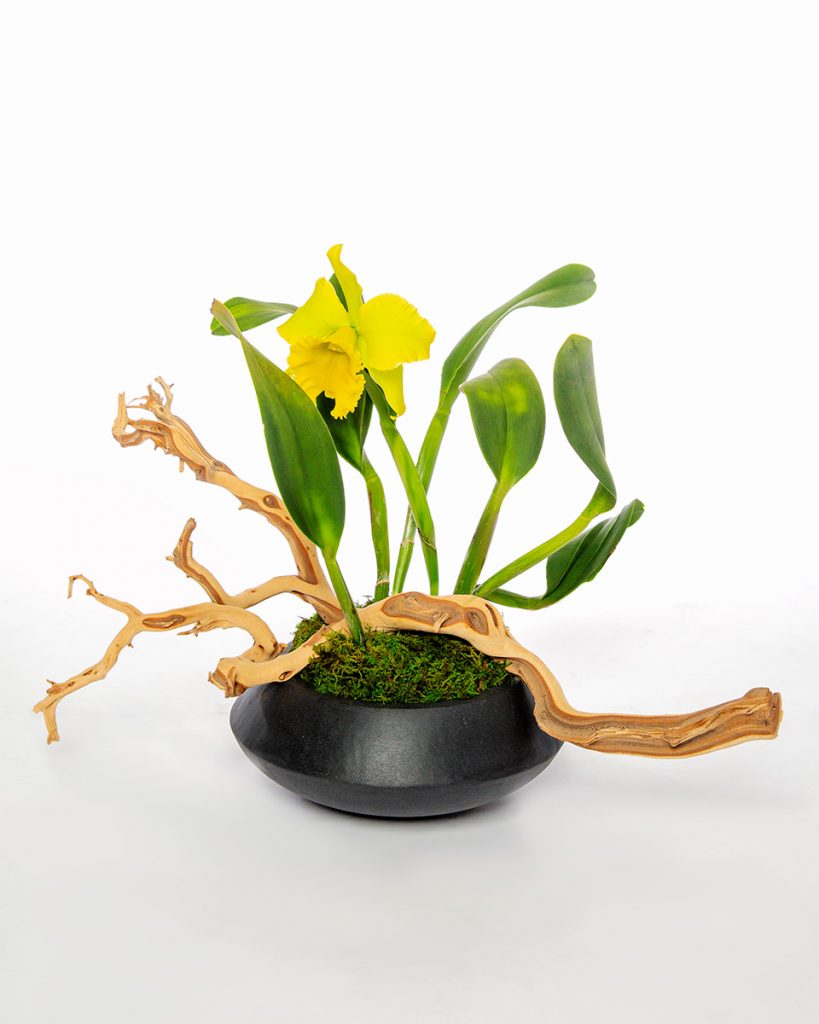 Green Cattleya Orchid
