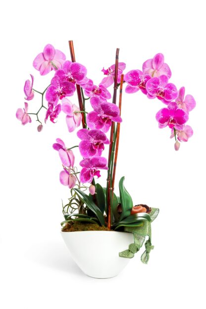 Three stems of blooming phalaenopsis orchids