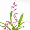 Dancing Lady Orchids