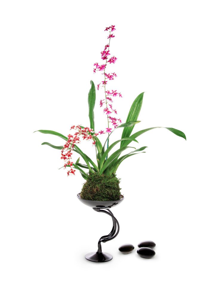  Oncidium Orchids