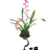 Dancing Lady Orchids