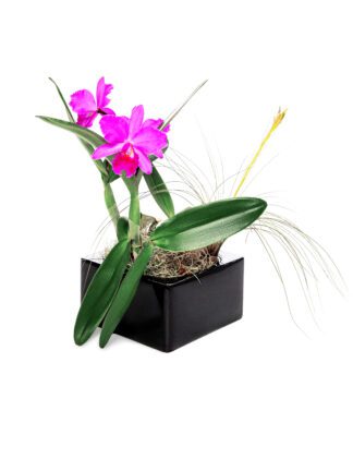 Purple Cattleya Orchid