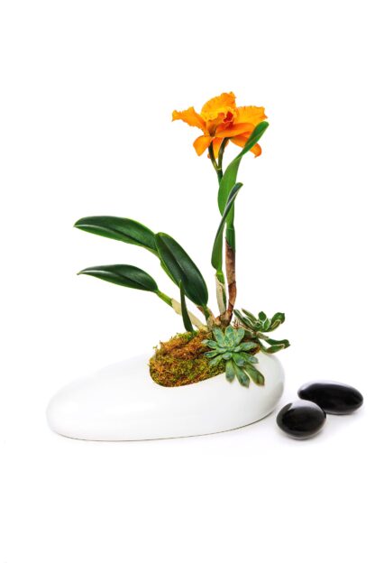 Orange Cattleya Orchid