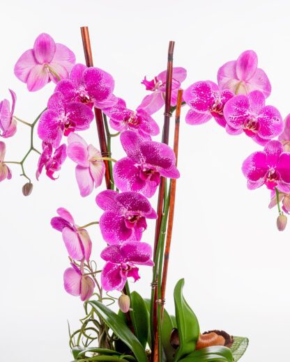 Amethyst Orchid