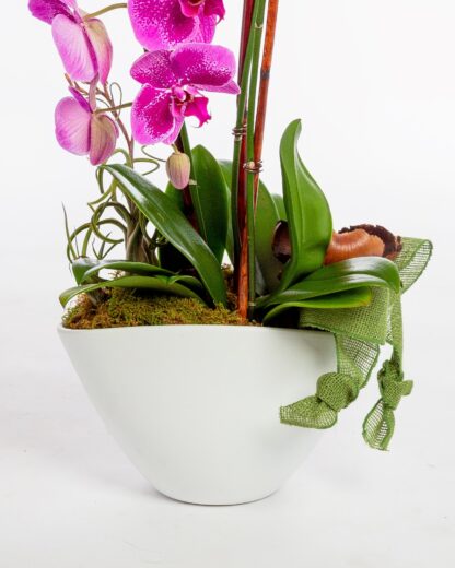 Amethyst Orchid