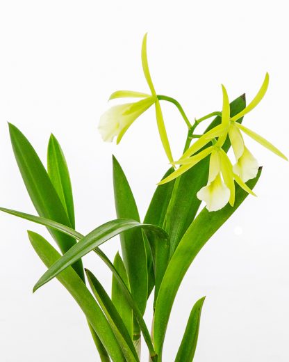 Phaius Orchid