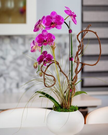 carmen-orchid
