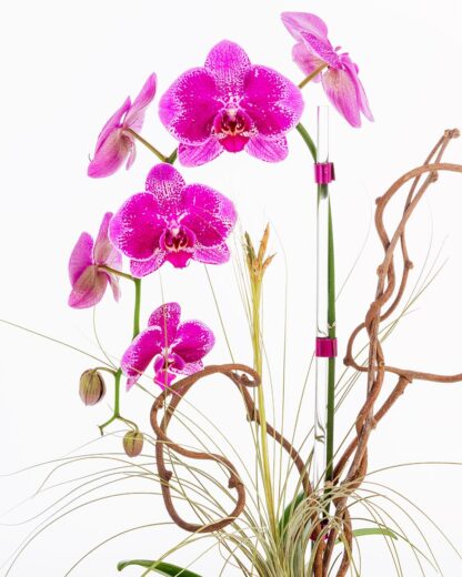 7Buy-orchids-Boca-Raton3