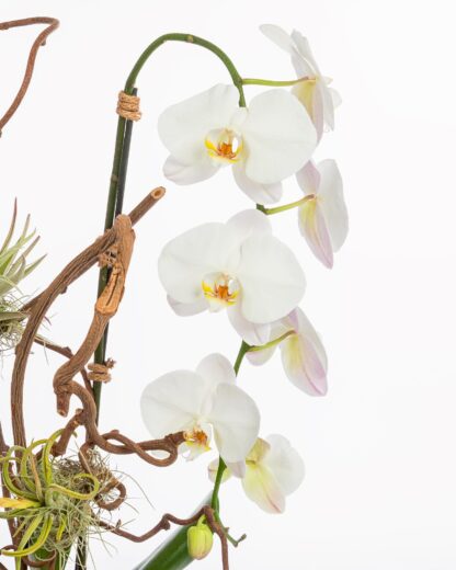 Buy-orchids-Boca-Raton