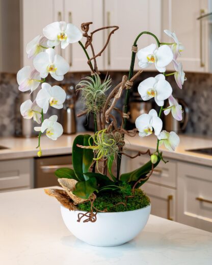 Buy-orchids-Boca-Raton8
