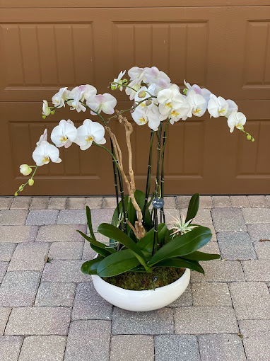 cascading orchid arrangement