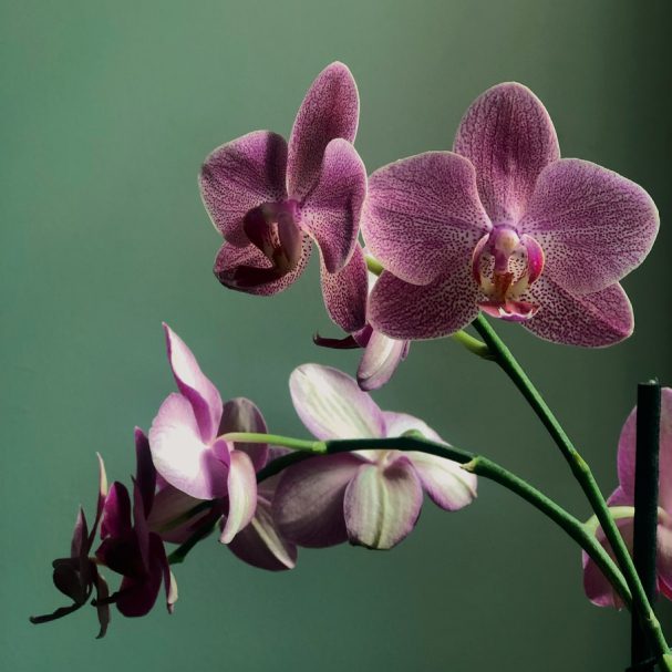 Origin of Orchids