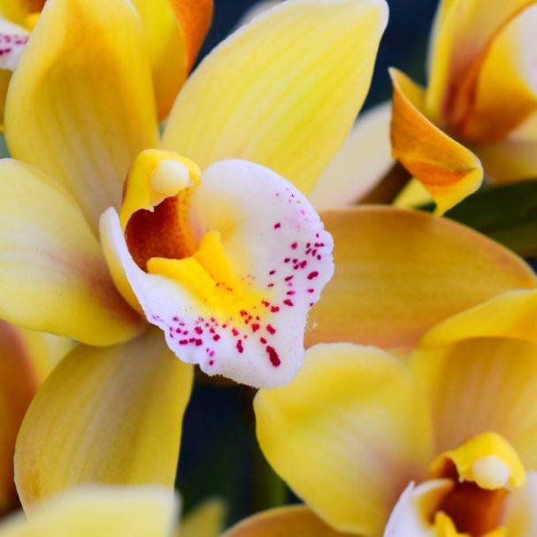 Origin of Orchids