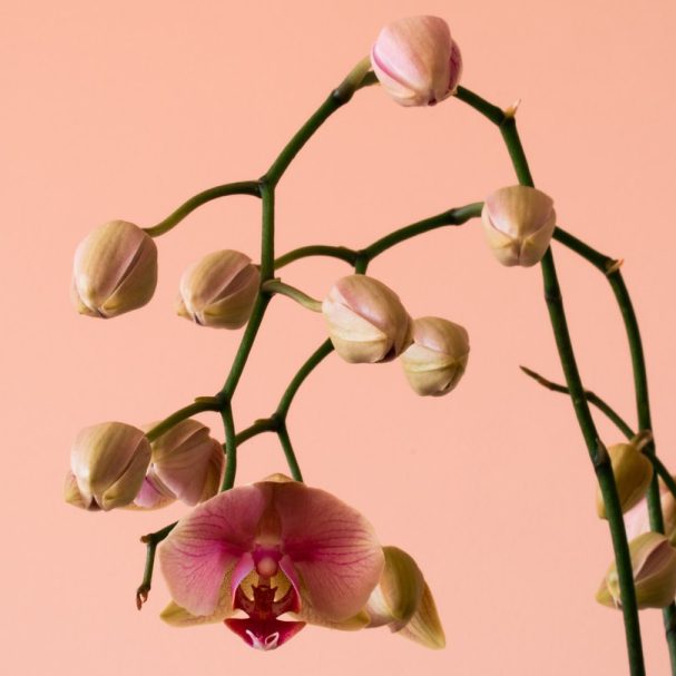 Origin of Orchids