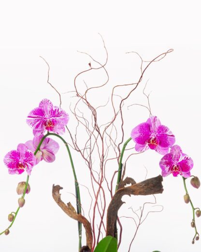 Aphrodite Orchid arrangement