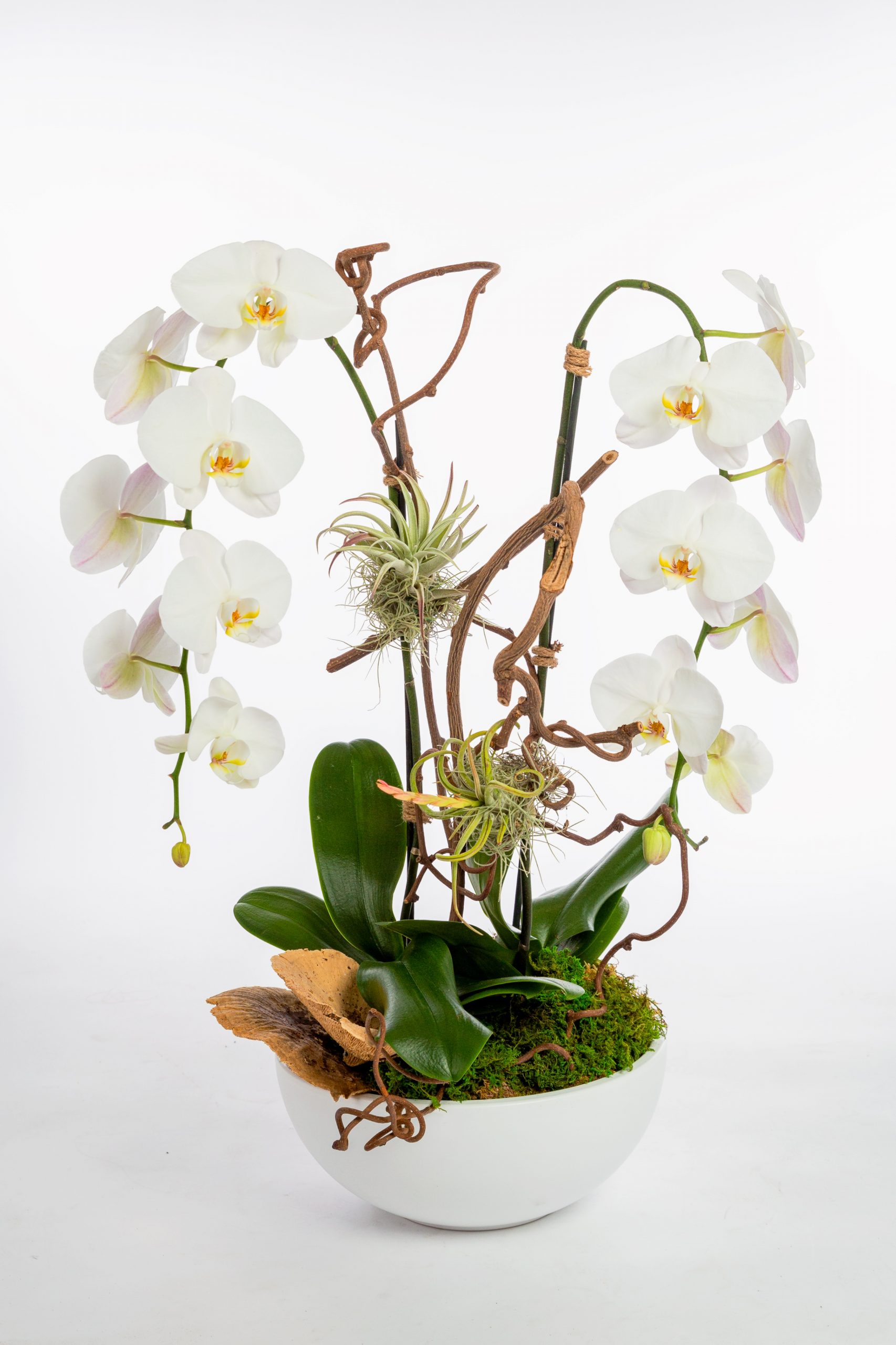 Harmony orchids-conposition