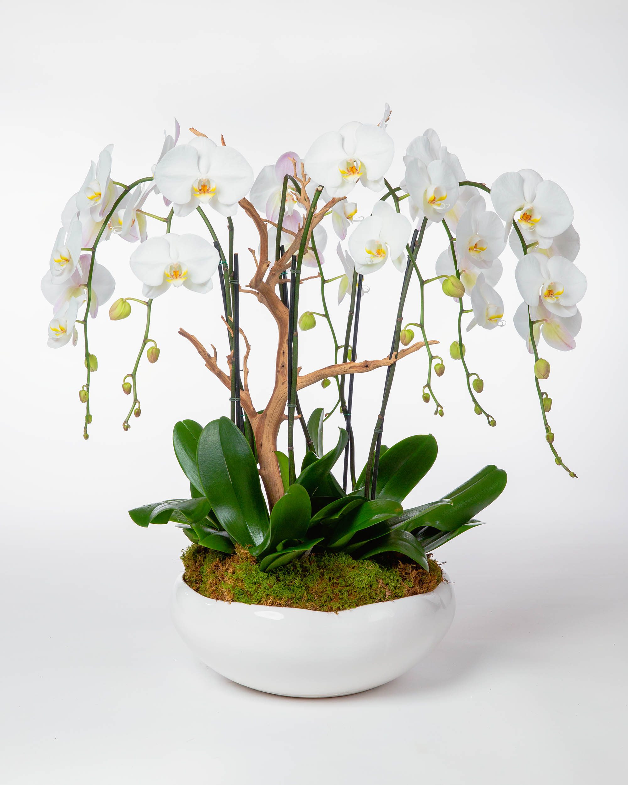 Radiant Orchid orchids-conposition