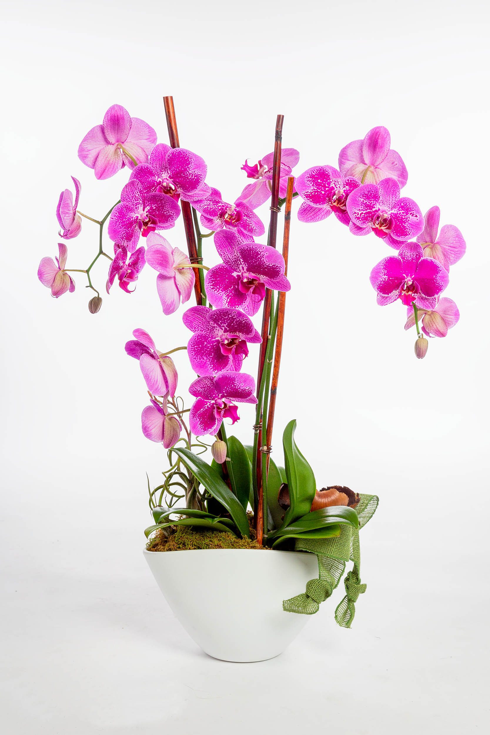 The Perfect Orchid Colors to Gift for Autumn Birthdays