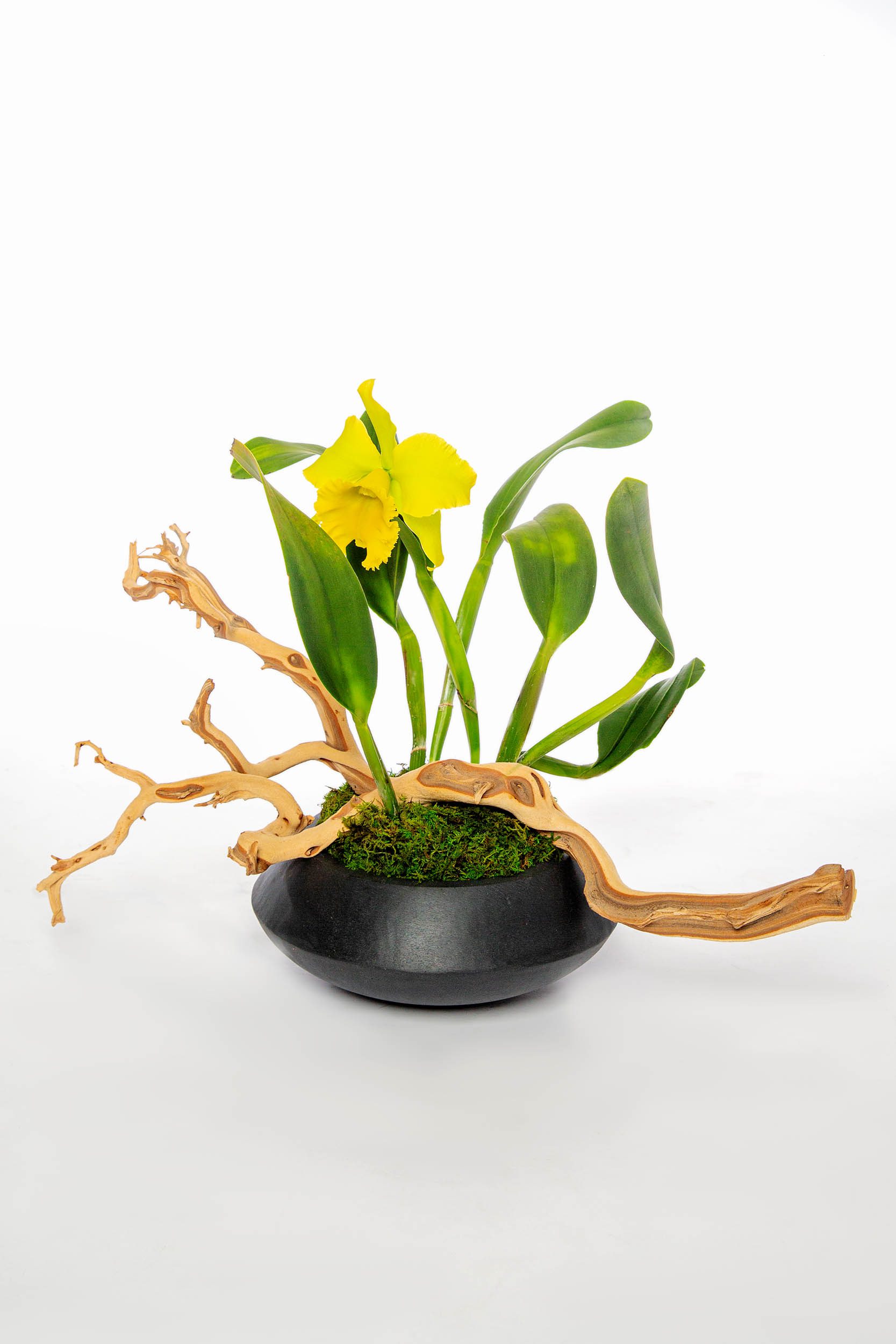 Green Cattleya Orchid