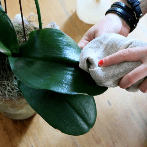 Orchid Care