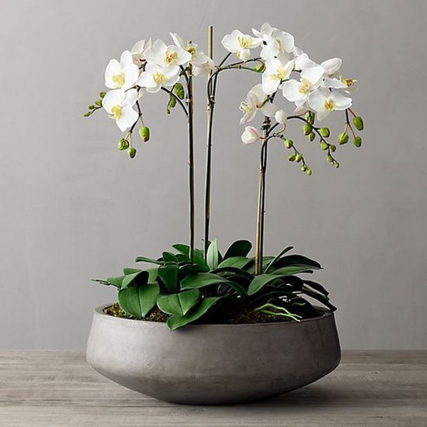 viva orchids