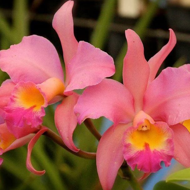 Origin of Orchids