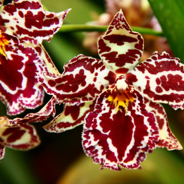 Origin of Orchids
