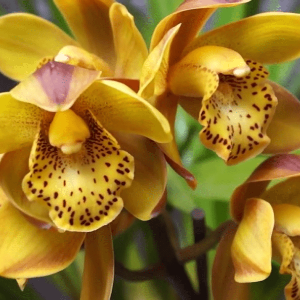 Origin of Orchids