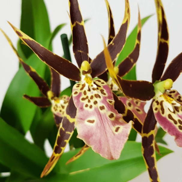 Origin of Orchids