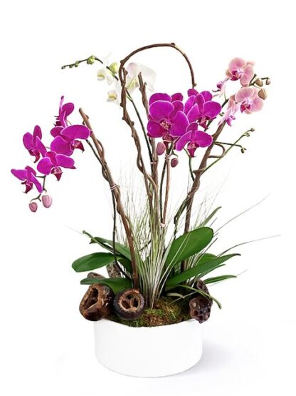 Flower compositions Order Orchids compositions | Same day delivery
