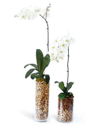 champaigne composition and orchids