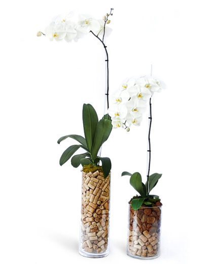 champaigne composition and orchids