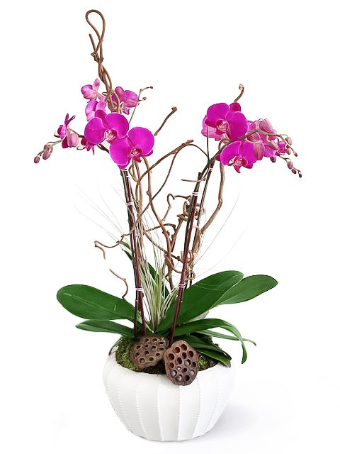 Bailey Boo - Viva Orchids of Boca Raton. Order Orchid Compositions ...