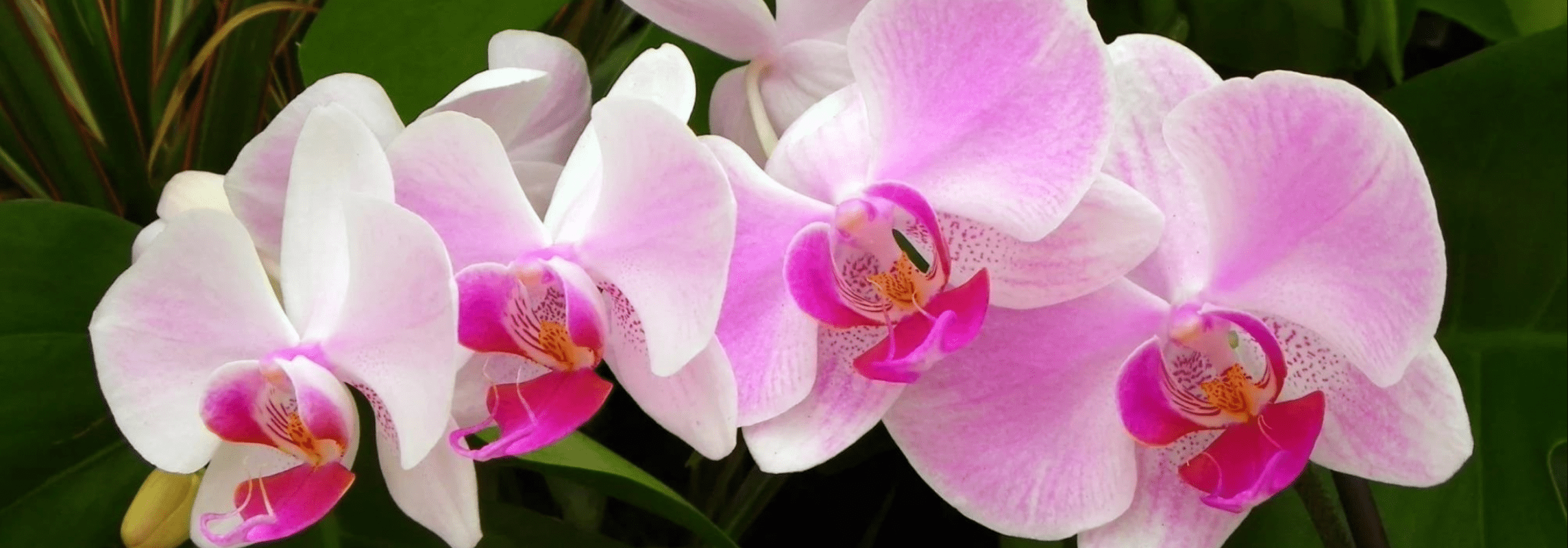 How to plant or replant a phalaenopsis orchid