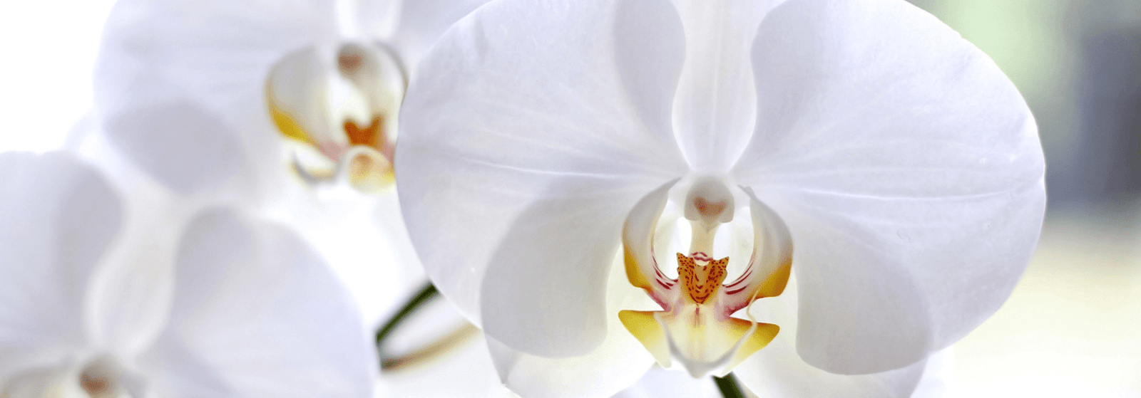 Unique and rare beauty of Orchids