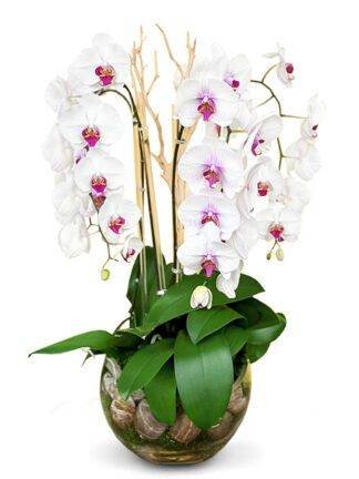 four Phalaenopsis orchids