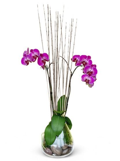 purple phalaenopsis orchids Same-day delivery