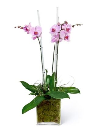 lovely Orchid Arrangement