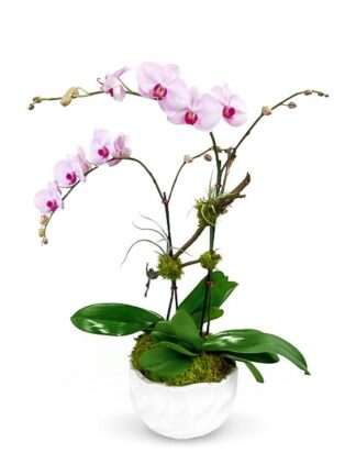 lovely Orchid Arrangement