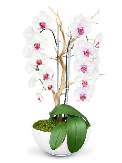 Sydney cascading Phalaenopsis orchids