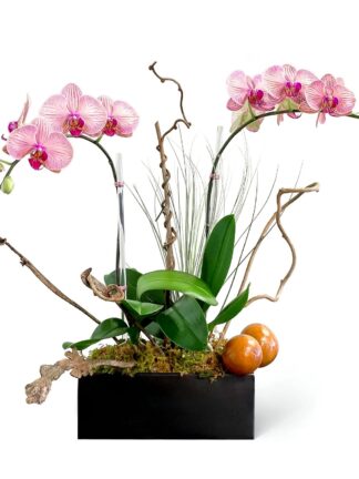 Avery, a stunning orchid arrangement