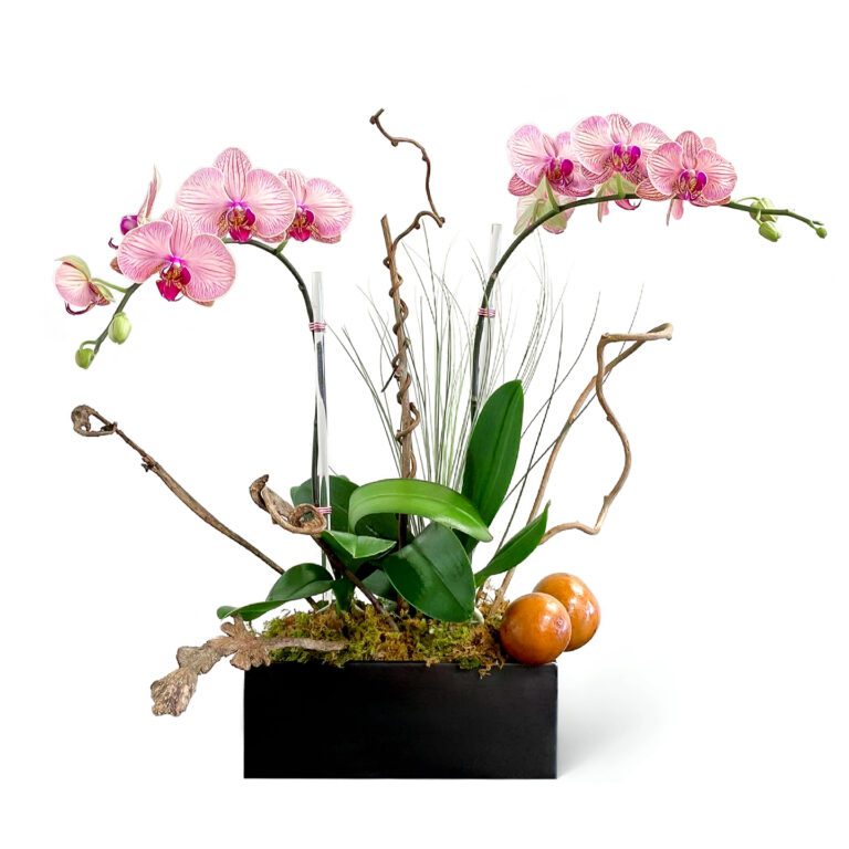 Avery - two phalaenopsis orchids arrangement