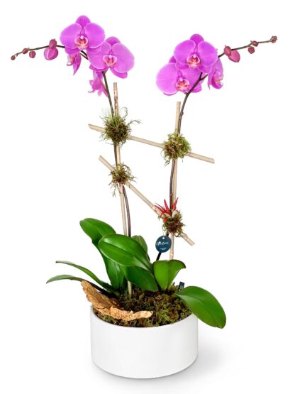 Two pink phalaenopsis orchids