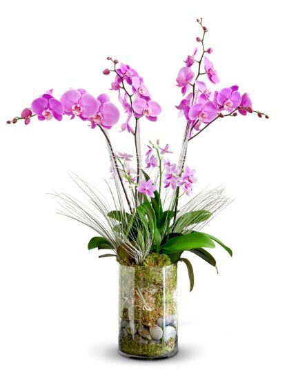 four regular size pink orchids and three mini orchids